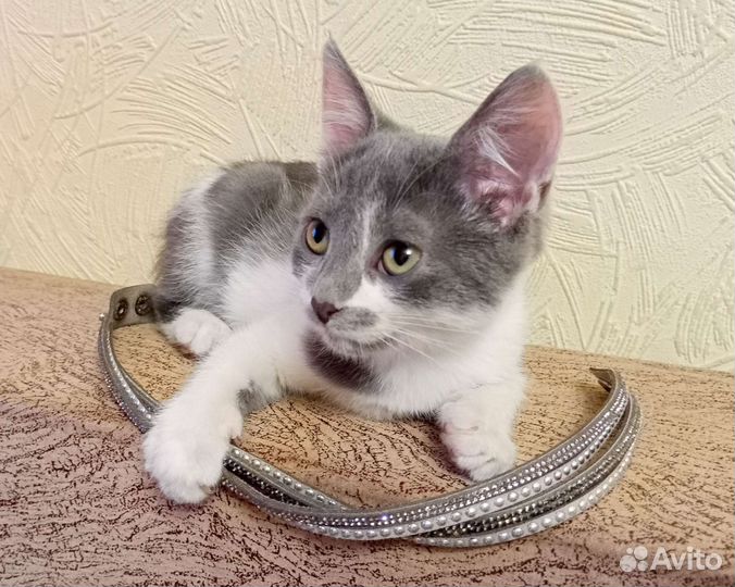 Милая кошечка