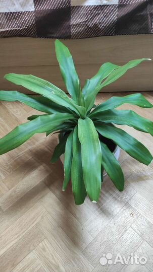 Комнатные растения и цветы