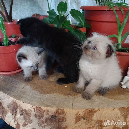 Шотландские малыши