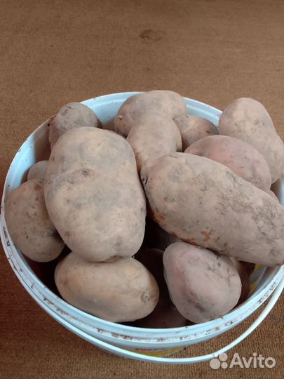 Семенной картофель Ред Скарлет, Дельфин