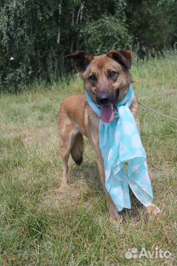 Собака в добрые руки, Кози