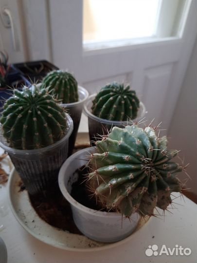 Комнатные цветы отростки