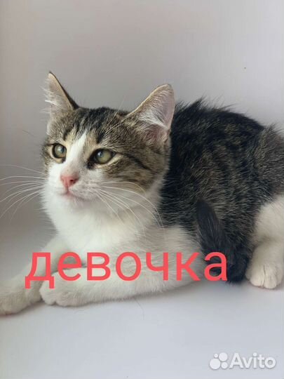 Бездомные котята