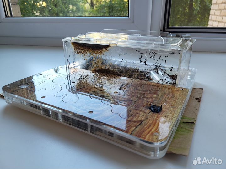 Муравьи барбарусы + формикарий