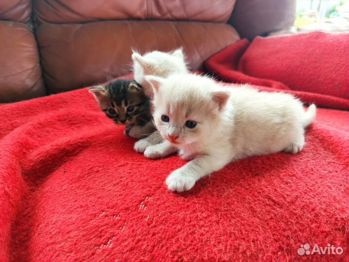 А в июне наша кошка родила троих котят