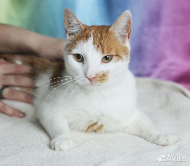 Бело-Рыжий красавец ищет дом