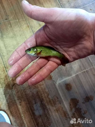 Линь (Живая рыба 24/7 )