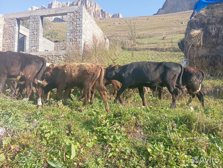 Телята бычки и телки