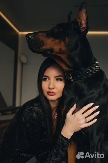 Доберман для фотосессии