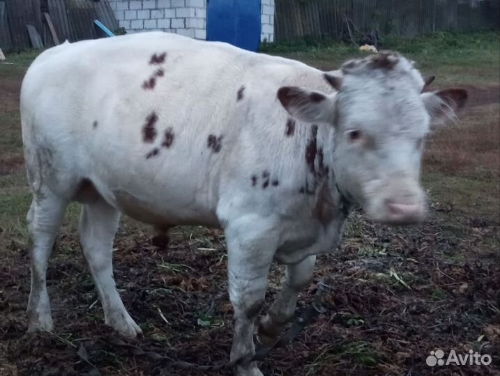 Продам быка на мясо
