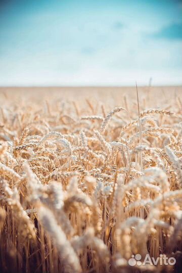 Пшеница, ячмень