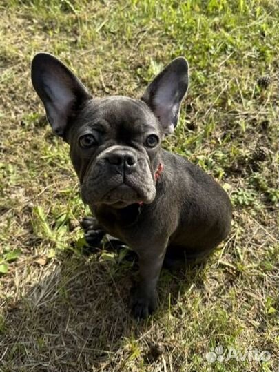 Французский бульдог щенок голубой изабелла