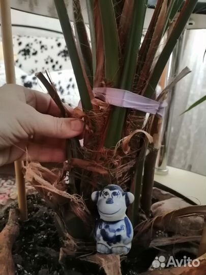 Финиковая пальма