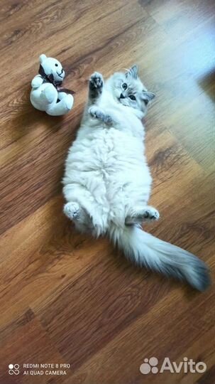 Кошка