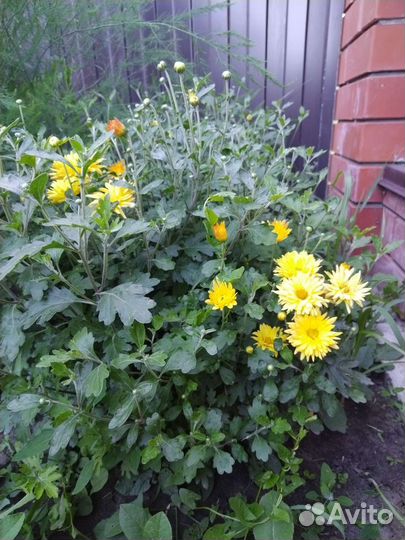 Цветы для дома и дачи