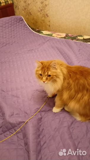 Кот в добрые руки