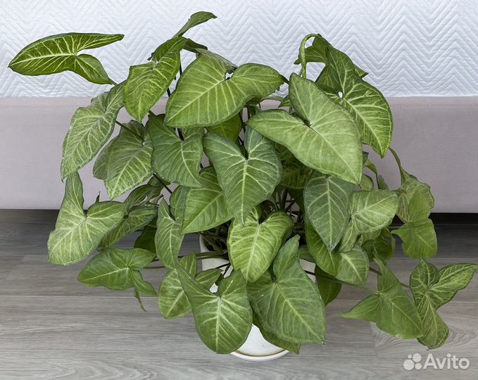 Комнатные растения