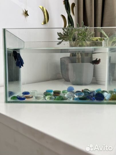 Аквариум с двумя рыбками петушок