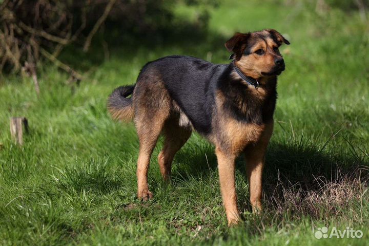 Собака ищет хозяина