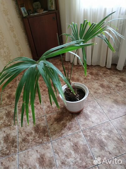 Продам свои красивые цветы