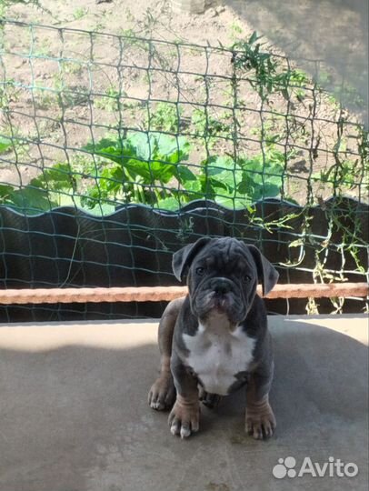 Французский бульдог мальчики с документами