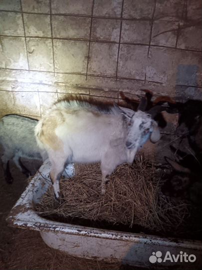 Козел и козочка