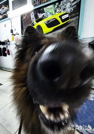 Немецкая овчарка длинношерстная вязка