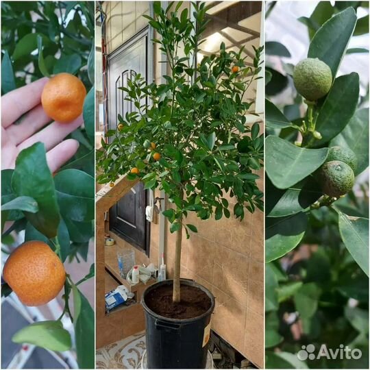 Саженцы цитрусовых привитые сортовые