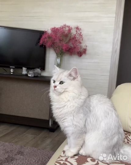 Кошка в дар (шотландская шиншилловый окрас)