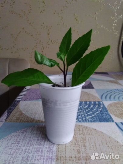 Джинура- растение для диабетиков и для всех