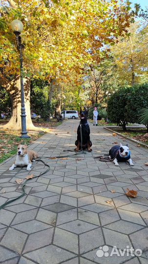 Вязка, добермана