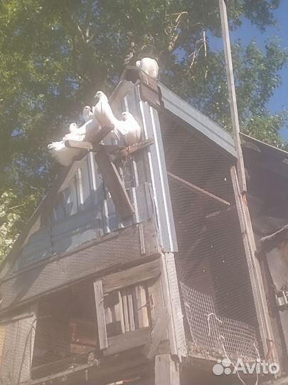 Голуби продажа Павлины