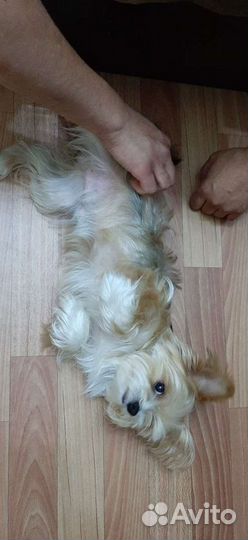 Йорк вязка,кобель. 5 лет