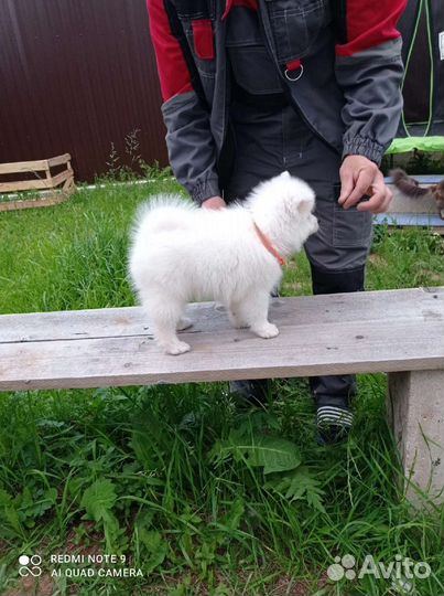 Мини самоедики(Японский шпиц)