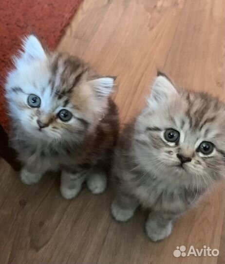 Очаровашки