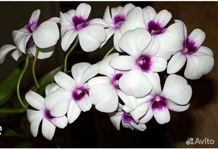 Дендробиум фаленопсис