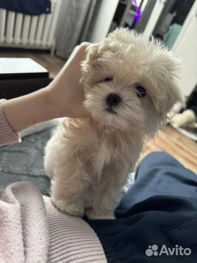 Мальтипу девочка