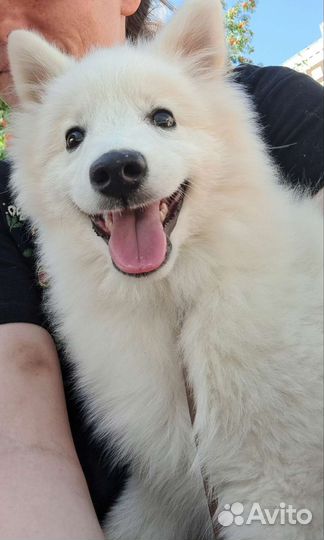 Японский шпиц щенки