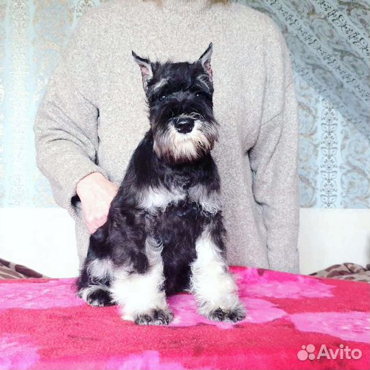 Подарок любителям классики