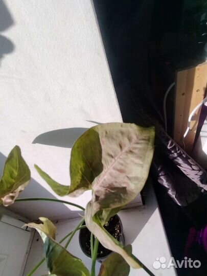 Сингониумы распродаю