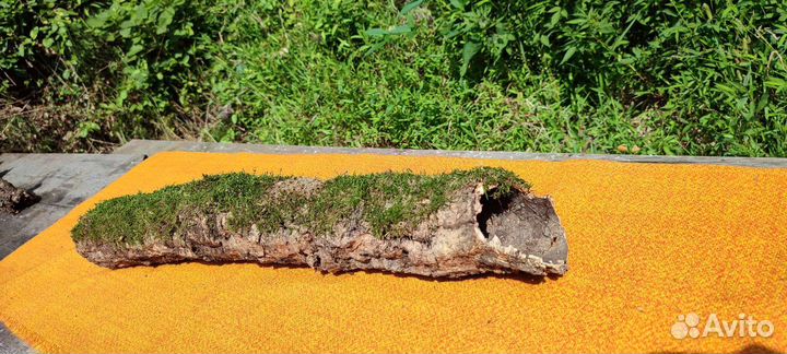 Кора пробкового дуба