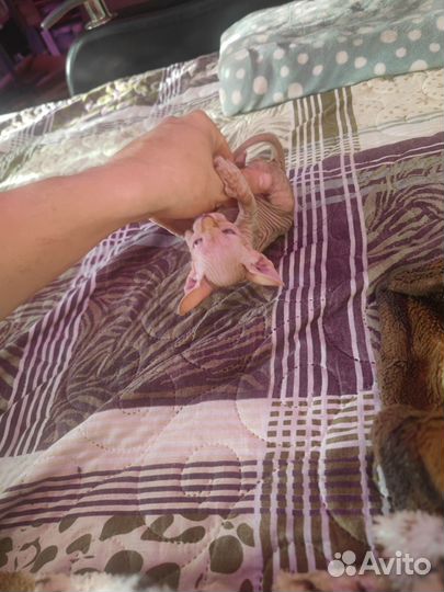 Канадский сфинкс котенок