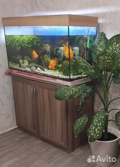 Продам аквариум с рыбками
