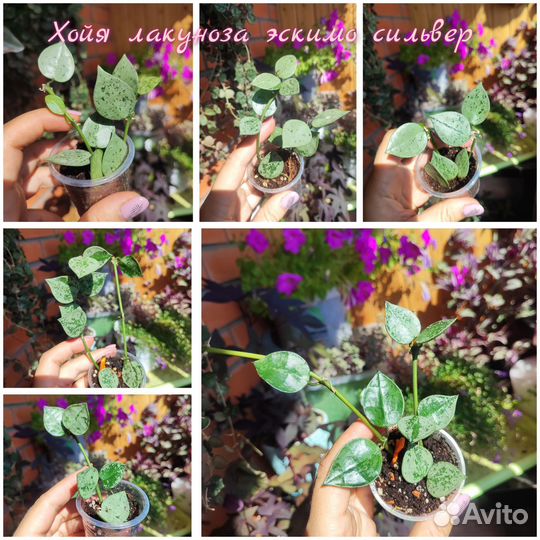 Хойи разные (обновление)