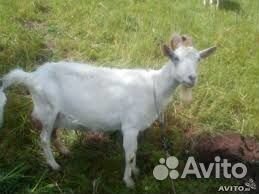 Молоко козье парное, сыр, масло, творог, сливки