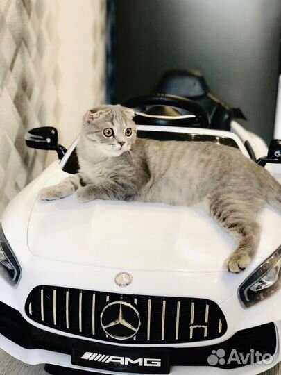 Шотландский вислоухий кот бесплатно