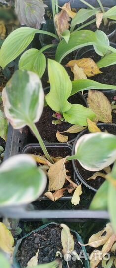 Хосты 100-150 р