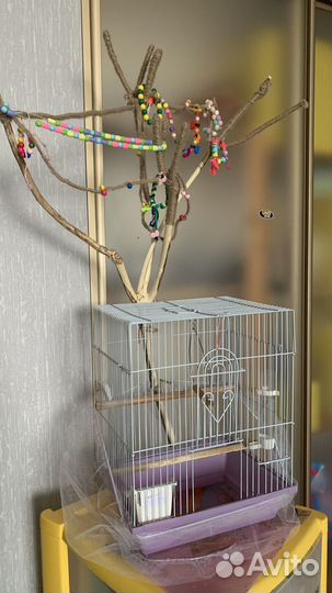 Ручной волнистый попугай 6мес.с клеткой