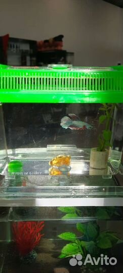 Петушки курочки супердельта