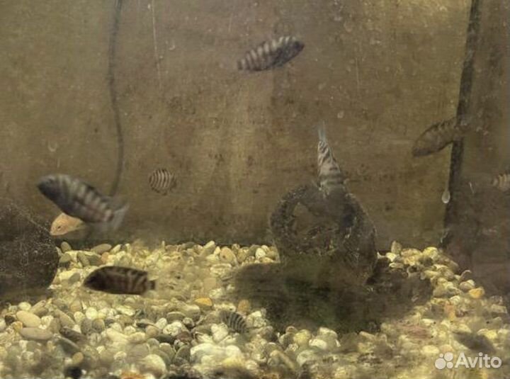 Рыбки цихлиды